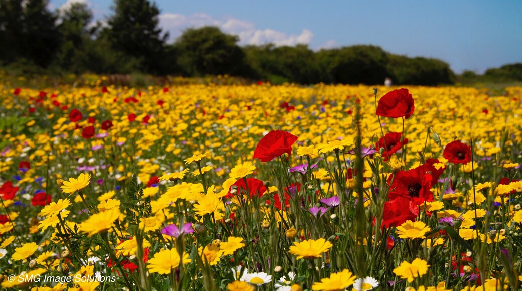 Apex Leisure and Wildlife Park is an urban park and wildlife centre in Highbridge, Somerset, England. The park was created on the site of a former clay pit and brickwork manufacturing site and provides a link between Highbridge and Burnham-on-Sea. Wikipedia