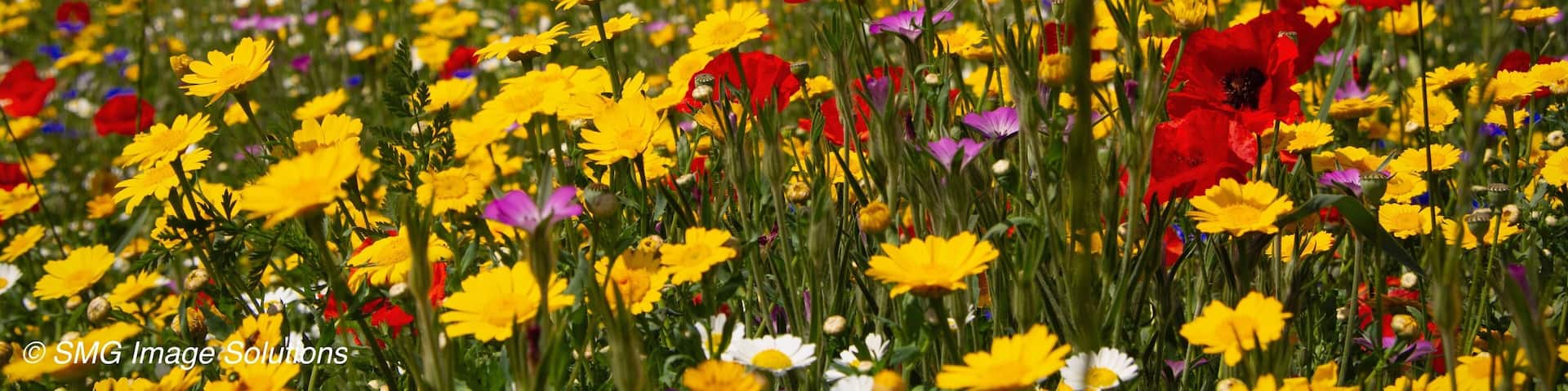 Apex Leisure and Wildlife Park is an urban park and wildlife centre in Highbridge, Somerset, England. The park was created on the site of a former clay pit and brickwork manufacturing site and provides a link between Highbridge and Burnham-on-Sea. Wikipedia