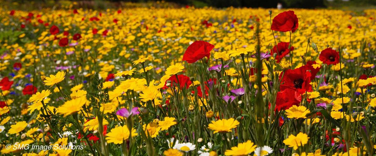 A field of yellow and red poppies with a clear blue sky.
