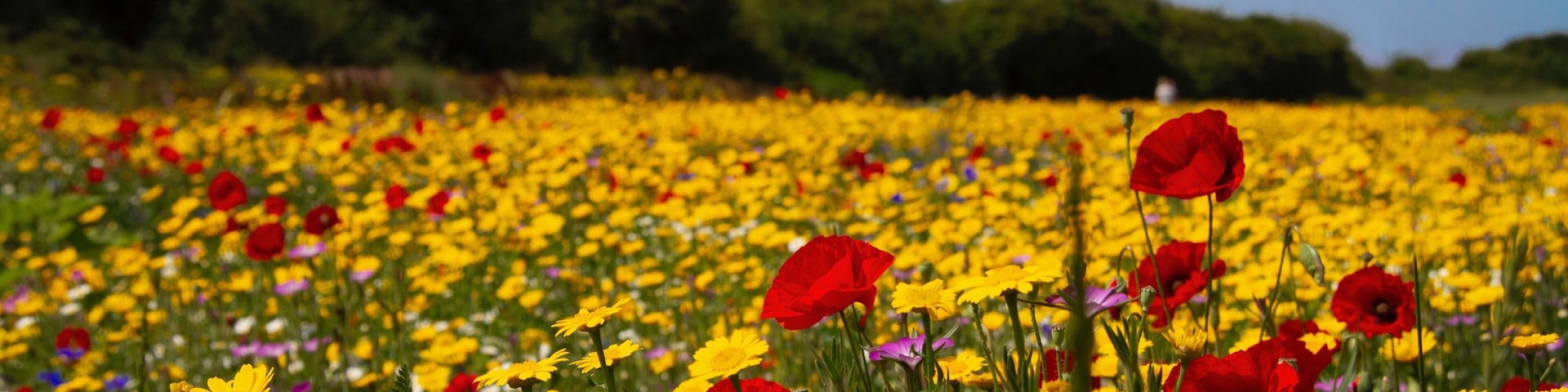 A field of yellow and red poppies with a clear blue sky.