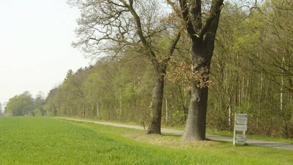 A rural road with a signboard, a large tree, and a green field.