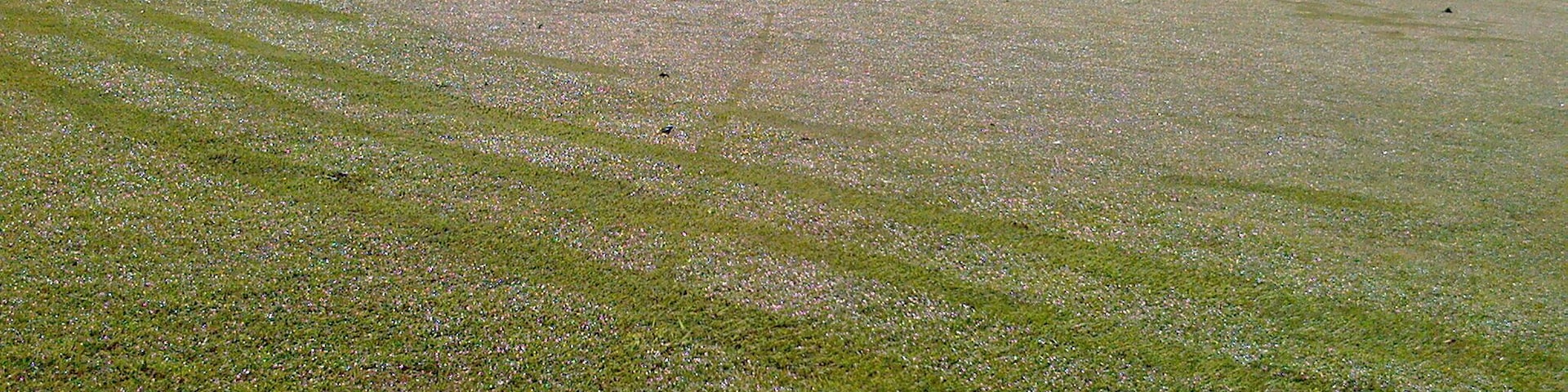 Just One inch to the left ,and I would have had my first `big drinks bill`..5th green, 9 hole PETER ALLIS course BRANSTON GOLF & COUNTRY CLUB.