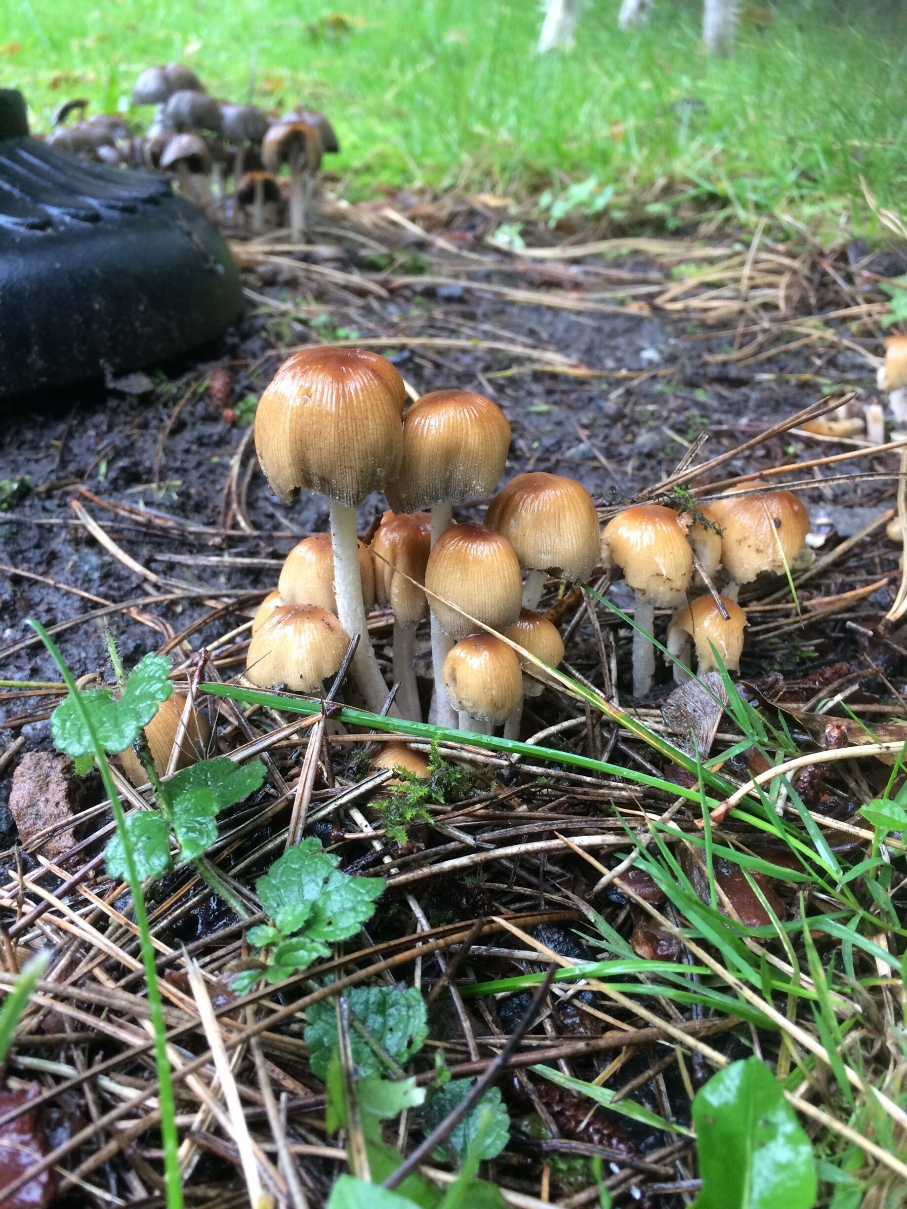 Lovely little family of mushrooms 🍄 