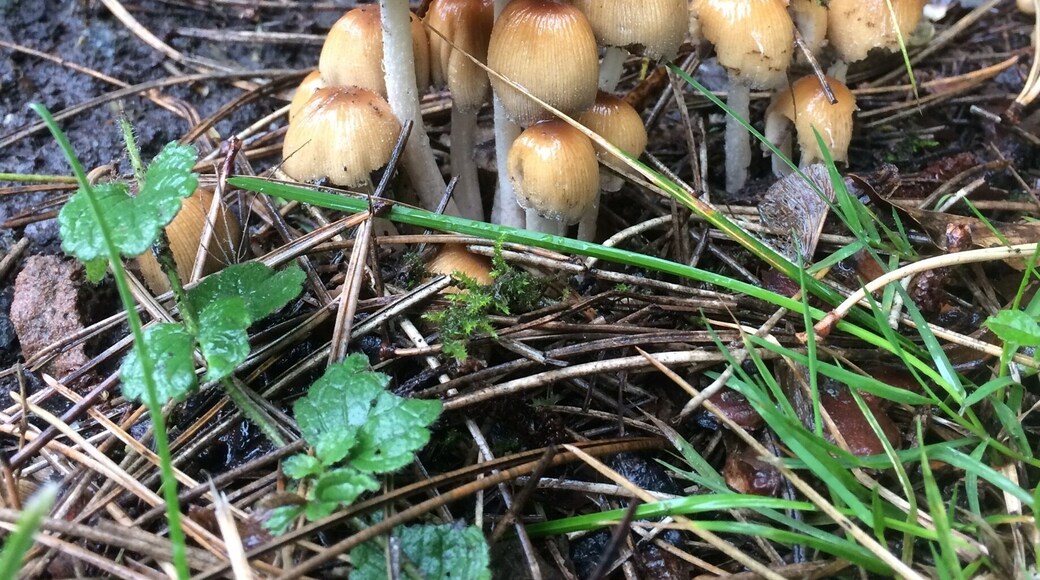 Lovely little family of mushrooms đ