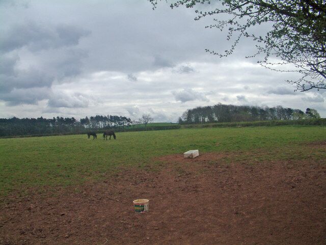 Two woods and a gap On the footpath to Newton Solney looking in an easterly direction. The wood on the right of the Photograph is Victory Plantation and the wood on left is Wranglands Plantation.
