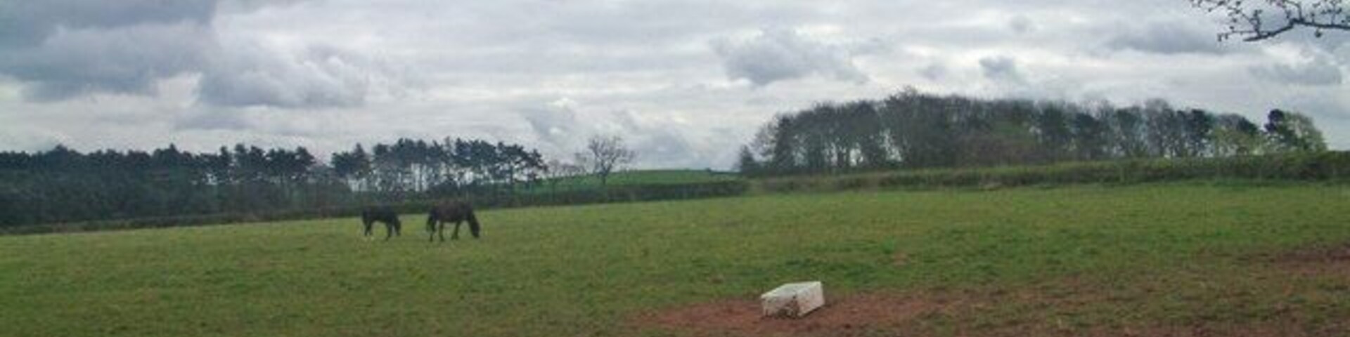 Un campo con caballos pastando, un objeto blanco y un árbol.