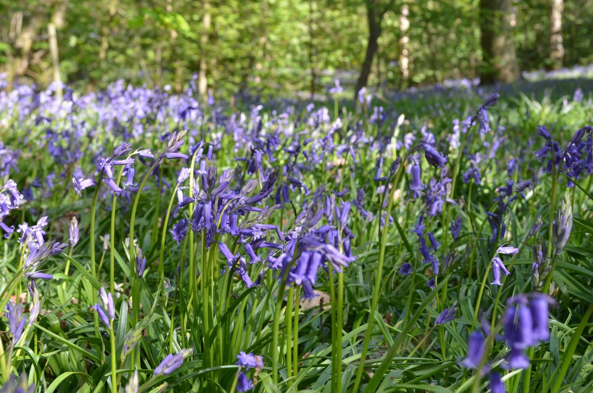 Taken at Bluebell Woods in Yoxall, UK.
#Midlands #Staffordshire #Farm #Woods #Bluebells