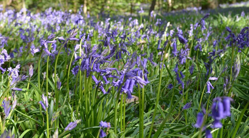 Taken at Bluebell Woods in Yoxall, UK.
#Midlands #Staffordshire #Farm #Woods #Bluebells