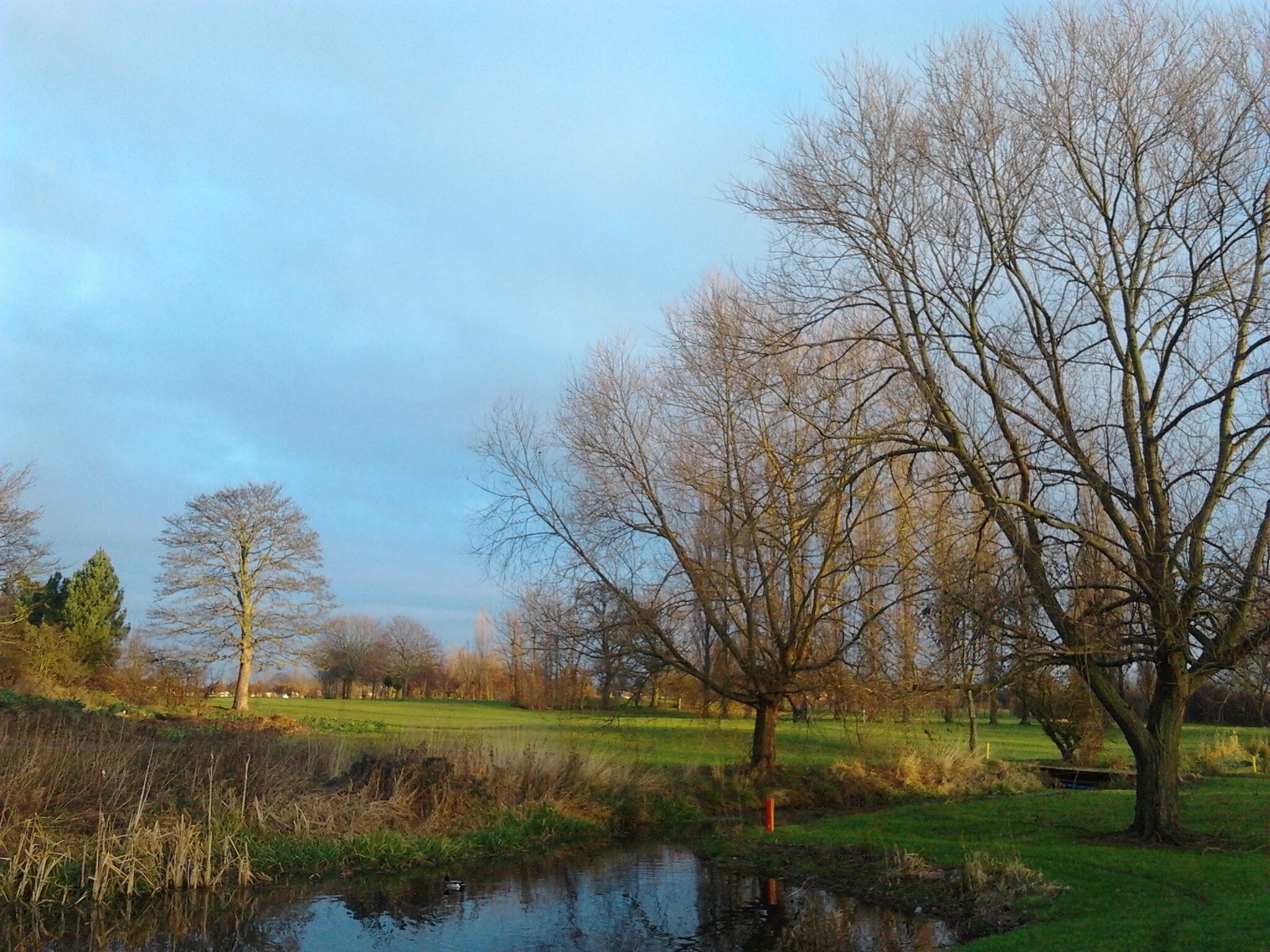 A calm pond surrounded by trees and grassy fields.