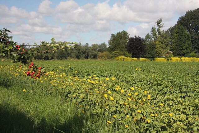 Potato field adjacent to River Lark The River Lark flows to the left of this photo. The yellow hedge in the distance marks the boundary of Kings Staunch Cottage. The potato field has a border of sow thistle.
