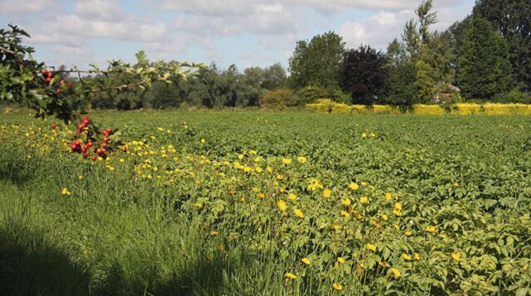 Potato field adjacent to River Lark The River Lark flows to the left of this photo. The yellow hedge in the distance marks the boundary of Kings Staunch Cottage. The potato field has a border of sow thistle.