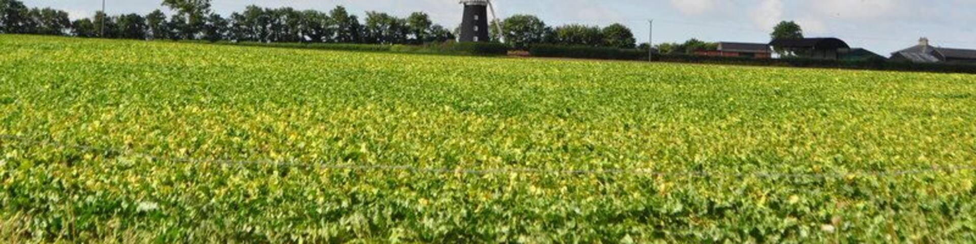 Pakenham Tower Mill, near to Ixworth, Suffolk, Great Britain. Pakenham Mill was built in 1831, Clement Goodrich was the miller in 1846, when he took on an apprentice. The mill came into the ownership of the Bryant family in 1885. A steam engine was used as auxiliary power, in 1947 the mill was nearly tail-winded. The mill was restored in 1950, with a new weatherbeam fitted by Amos Clarke, the Ipswich millwright. At this time the swing-pot neck bearing from Buxhall mill was installed. A second-hand stock from Thurston post mill was fitted at this time and a gallery constructed around the cap. The gallery was based on that at Wendover mill, Buckinghamshire. New sails were also fitted. Further restoration took place in 1961, aided by grants from Suffolk County Council, the Ministry of Works. The work was conditional on the Bryant family continuing to work the mill. The restoration work was carried out by R Thompson & Sons Ltd, millwrights of Alford, Lincolnshire. The copper covered cap was rebuilt and clad in aluminium for maintenance reasons. A new stock and two new sails were made, and the fantail rebuilt. The mill was struck by lightning in June 1971, a stock being split and a sail damaged. The sack chain saved the mill from being burnt down by giving a route for the lightning to earth. When the mill was repaired a lightning conductor was added. The most recent restoration of Pakenham windmill was completed in May 2000. The �60,000 cost of the work was 80% funded by the Heritage Lottery Fund. The work was carried out by Thompson's of Alford. Pakenham is unusual in having both a working water and windmill, although the windmill isn't producing flour activly like the watermill.
