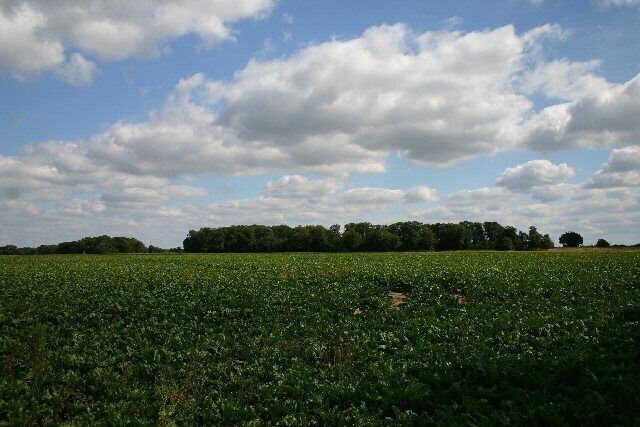 Sugar beet in all directions. From the minor road between Coney Weston and Rushford, there are huge fields of sugar beet whichever direction you look.