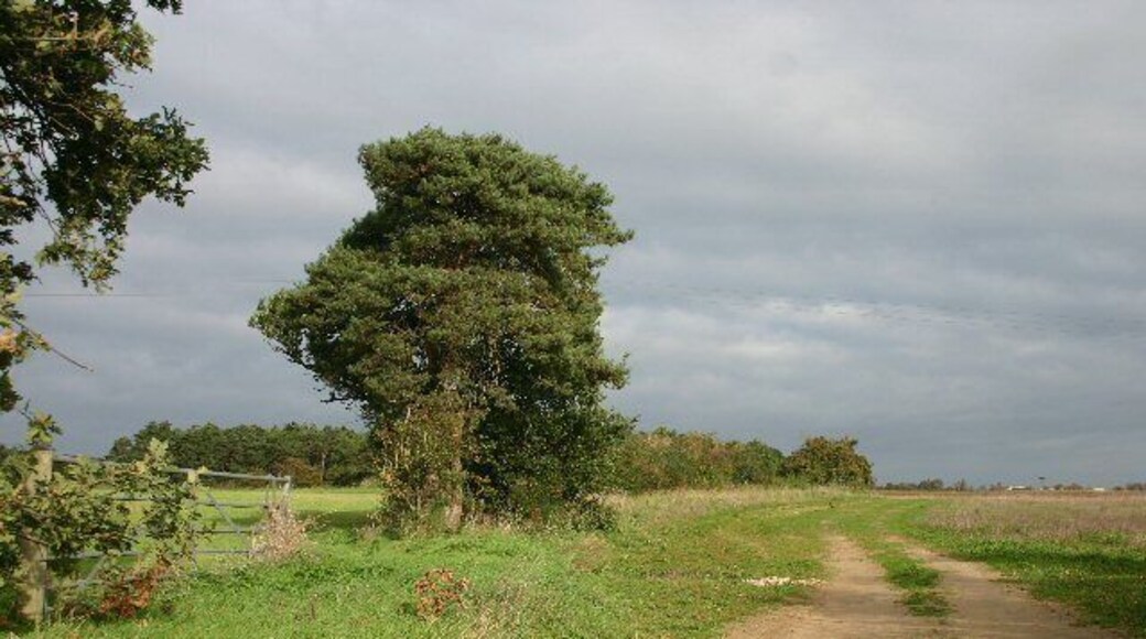 Farm track near Worlington This unnamed track leads north from the minor road between Worlington and Isleham.