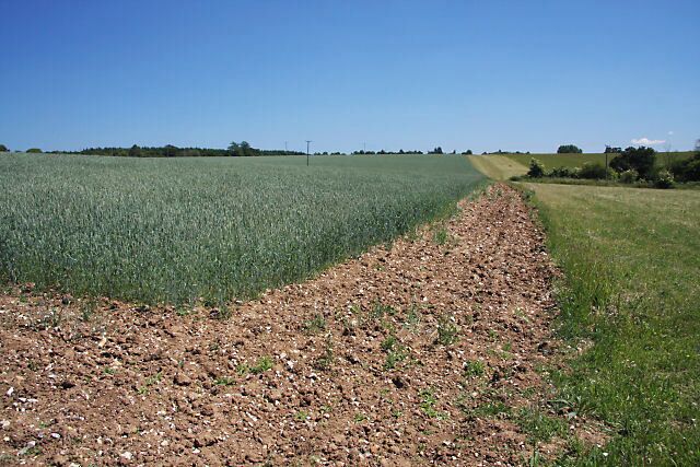 Field boundary, Little Whelnetham This wheat field has been squared off to avoid a tapering section of the field that would be difficult to harvest.
