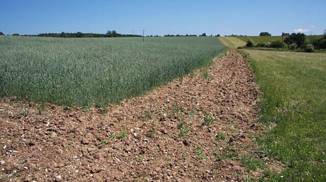 Field boundary, Little Whelnetham This wheat field has been squared off to avoid a tapering section of the field that would be difficult to harvest.