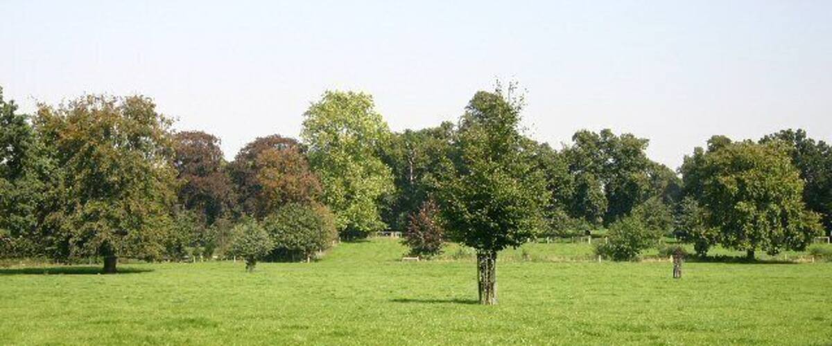 A grassy field with trees and a clear sky.