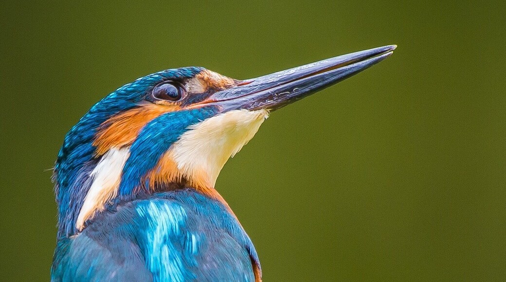 Kingfisher male close up
Lackford Lakes in Suffolk UK is an ideal place to spot wildlife, including kingfishers.