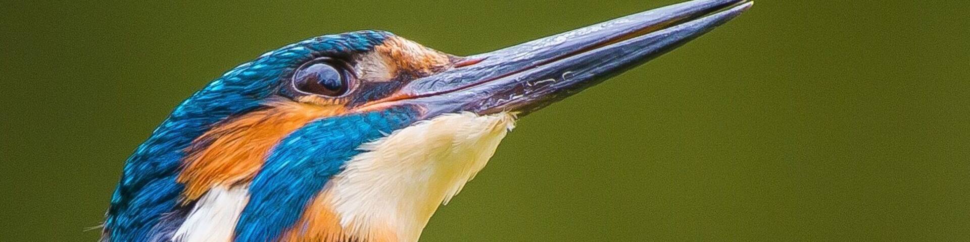 Kingfisher male close up
Lackford Lakes in Suffolk UK is an ideal place to spot wildlife, including kingfishers.