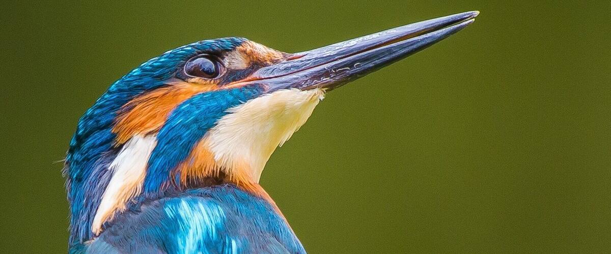 A kingfisher with vibrant blue and orange plumage.