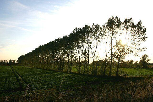 Evening light at Baskeybay This line of trees leads west from the River Lark across low-lying fenland.