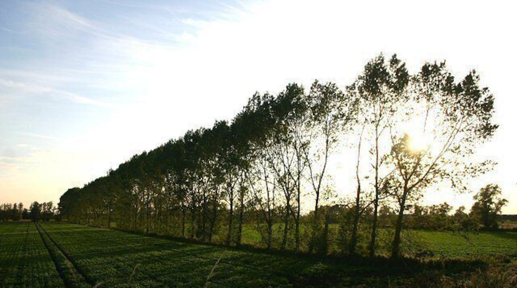 Evening light at Baskeybay This line of trees leads west from the River Lark across low-lying fenland.
