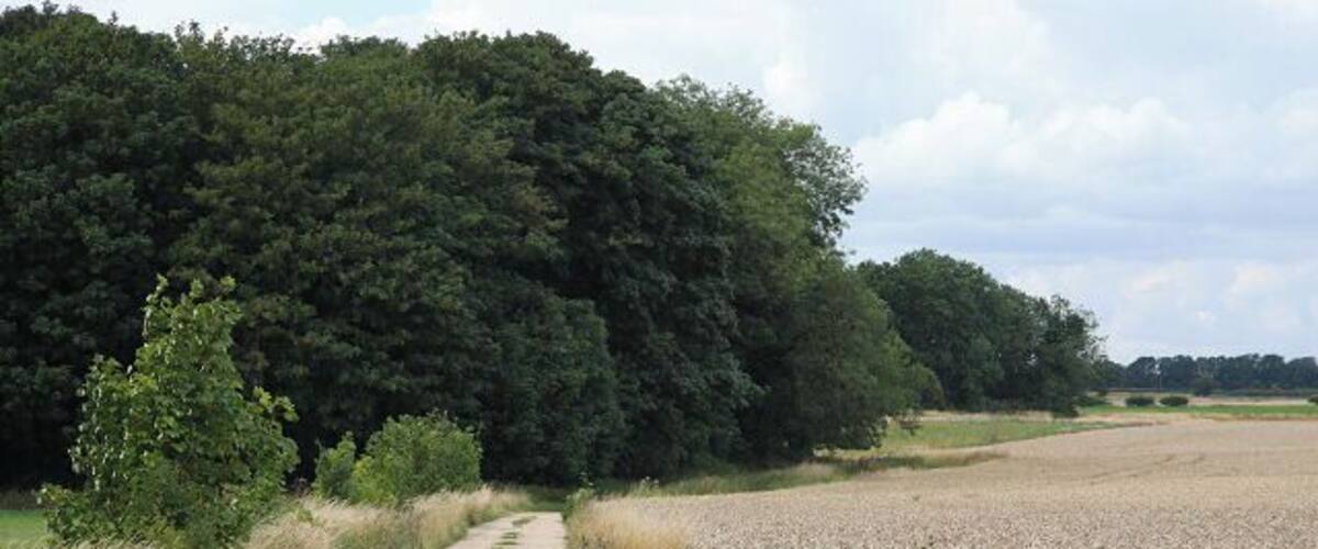 A gravel path leading through a field with a dense forest on one side and a plowed field on the other.