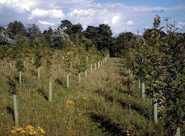 Regimented Planting A new mixed planting on private land laid out with almost military precision. Heaven only knows what it will look like when mature or perhaps some creative thinning is planned.