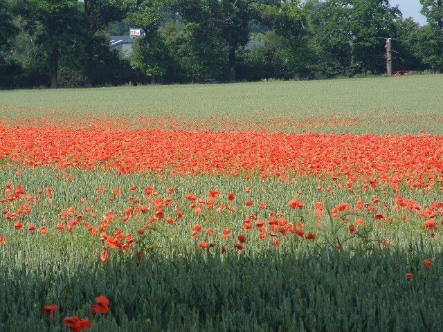 Wheat field with poppies at Fornham St Genevieve. Looking north across the corner of a large field. The building in the background is part of Park Farm Business Centre.