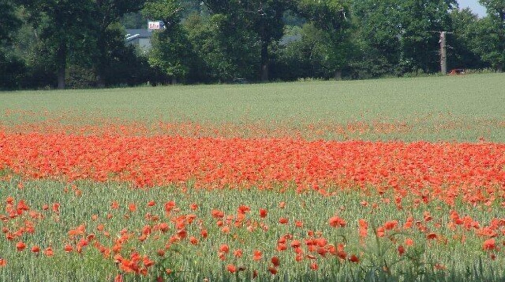 Wheat field with poppies at Fornham St Genevieve. Looking north across the corner of a large field. The building in the background is part of Park Farm Business Centre.