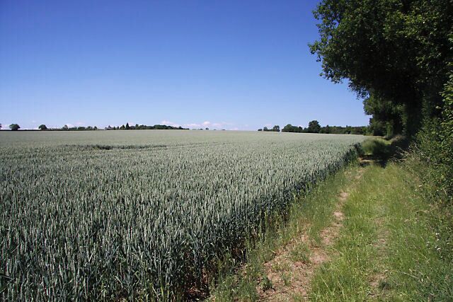 Footpath to Shimpling Street This path links Shimpling Church with the hamlet of Shimpling Street. The path follows the eastern edge of a large field of wheat.
