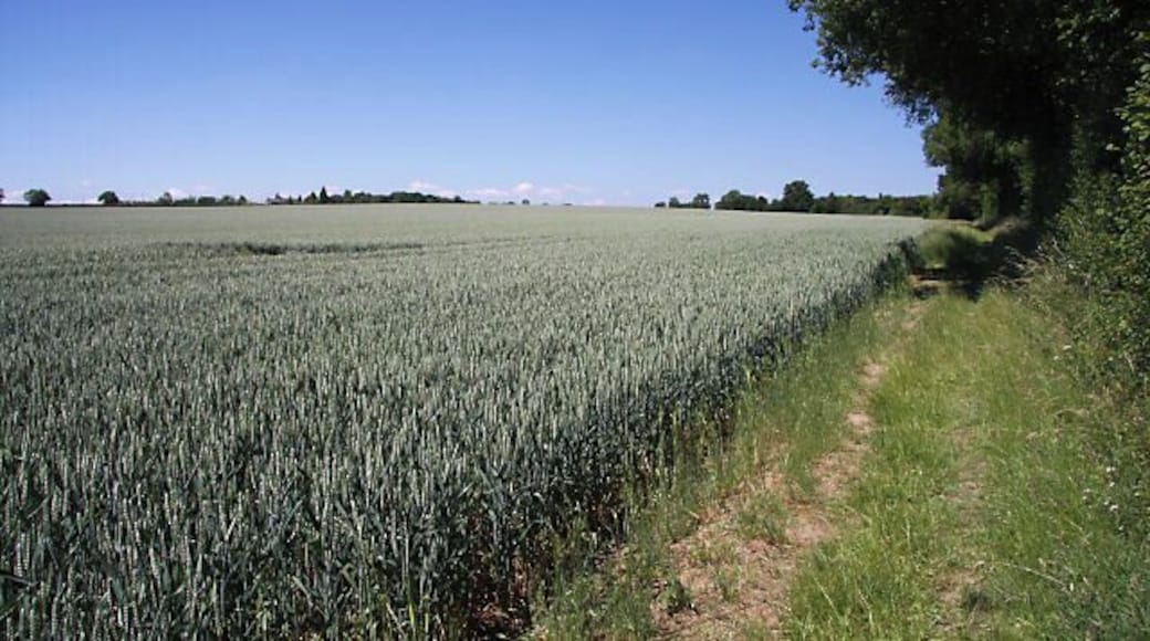 Footpath to Shimpling Street This path links Shimpling Church with the hamlet of Shimpling Street. The path follows the eastern edge of a large field of wheat.
