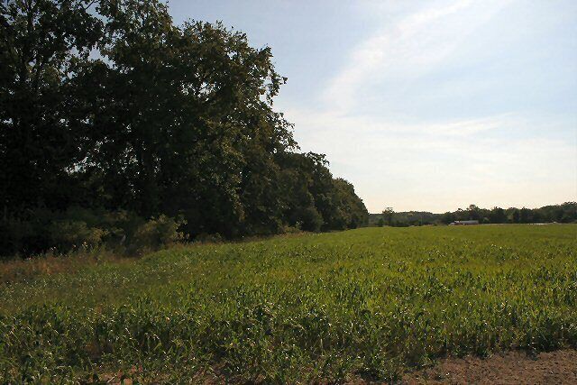 Chalkpit Beech Belt. Looking east from the minor road to Worlington. A lorry can be seen on the busy A11, which runs diagonally across this square.