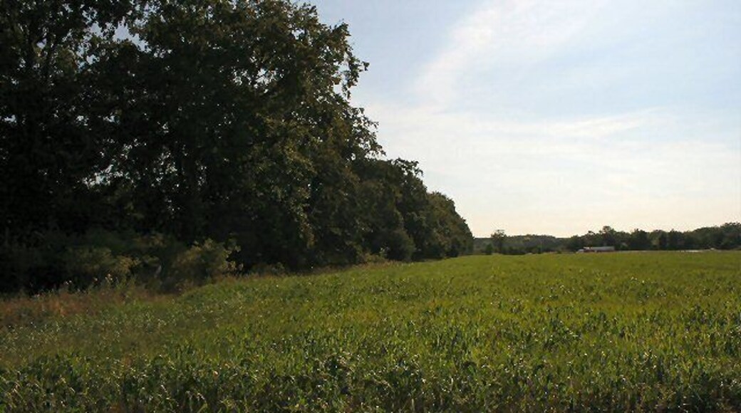 Chalkpit Beech Belt. Looking east from the minor road to Worlington. A lorry can be seen on the busy A11, which runs diagonally across this square.