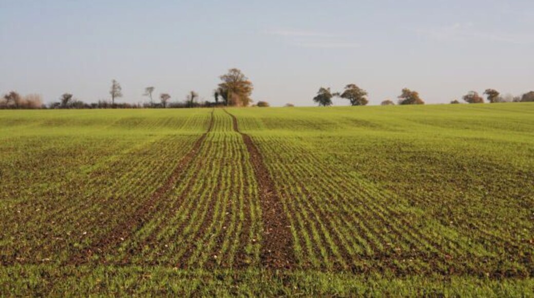 Open farmland near Badwell Ash Looking eastwards from a footpath near Badwell Ash. A crop of winter wheat has recently been sown.