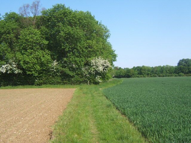 Woodland corner near Coney Weston The path across the fields turns left along the edge of the little wood.