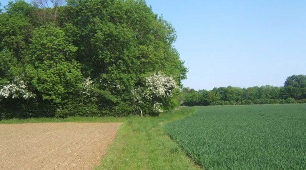 Woodland corner near Coney Weston The path across the fields turns left along the edge of the little wood.