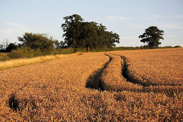 Wheat field near Rattlesden Looking southwards from the footpath between Rattlesden and Stowmarket Road.