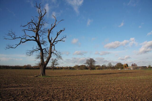 Farmland at Norton This solitary tree remains in a large field south of the village of Norton. Viewed from the public footpath that links Ashfield Road and the A1088 near Tostock, with Rookery Farm in the distance.