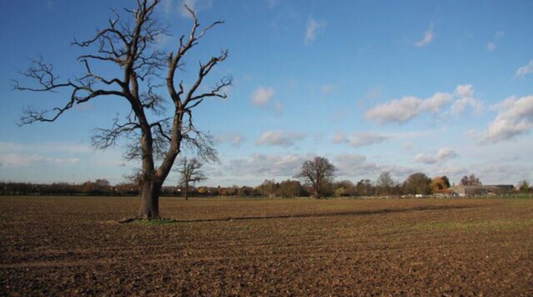 Farmland at Norton This solitary tree remains in a large field south of the village of Norton. Viewed from the public footpath that links Ashfield Road and the A1088 near Tostock, with Rookery Farm in the distance.