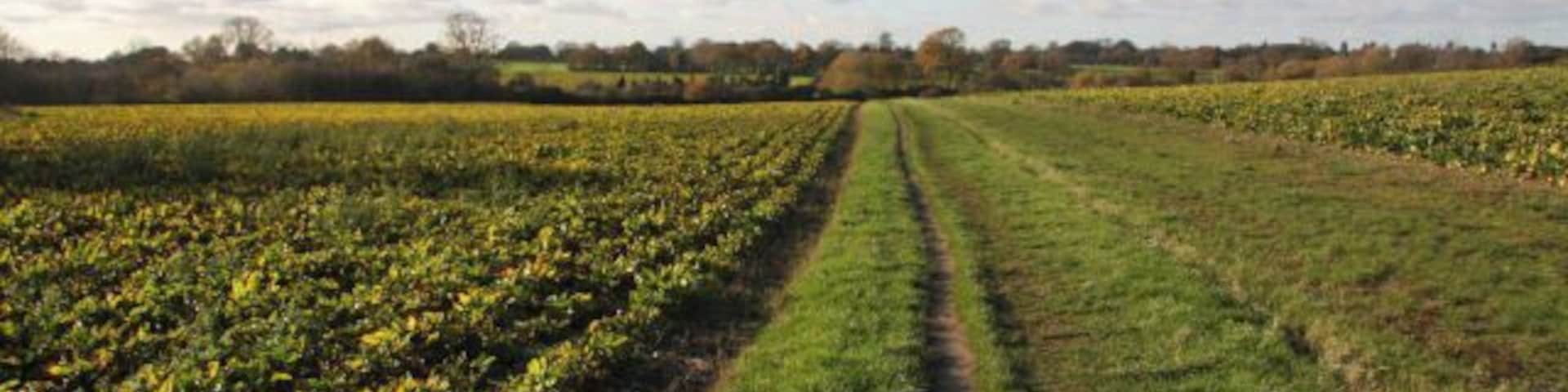 Footpath at Bishop Karney Green This area just west of Woolpit is named after Bishop Arthur Baillie Lumsdaine Karney, b. 14 September 1874, d. 8 December 1963. He was the first Bishop of Johannesburg in the Anglican Church of Southern Africa and the Church of England. For a short period at the start of the 20th century he was, as a young man, Rector of Woolpit. His successor as Bishop of Johannesburg was Desmond Tutu. A footpath runs across this land, acting as a short-cut between Broomhill Lane and Beyton Road.