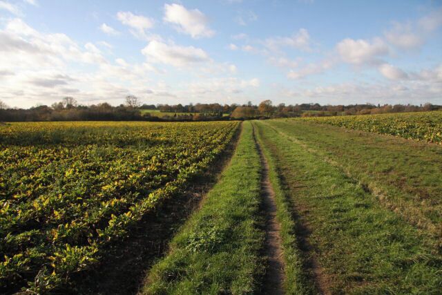 A field with rows of crops under a partly cloudy sky.