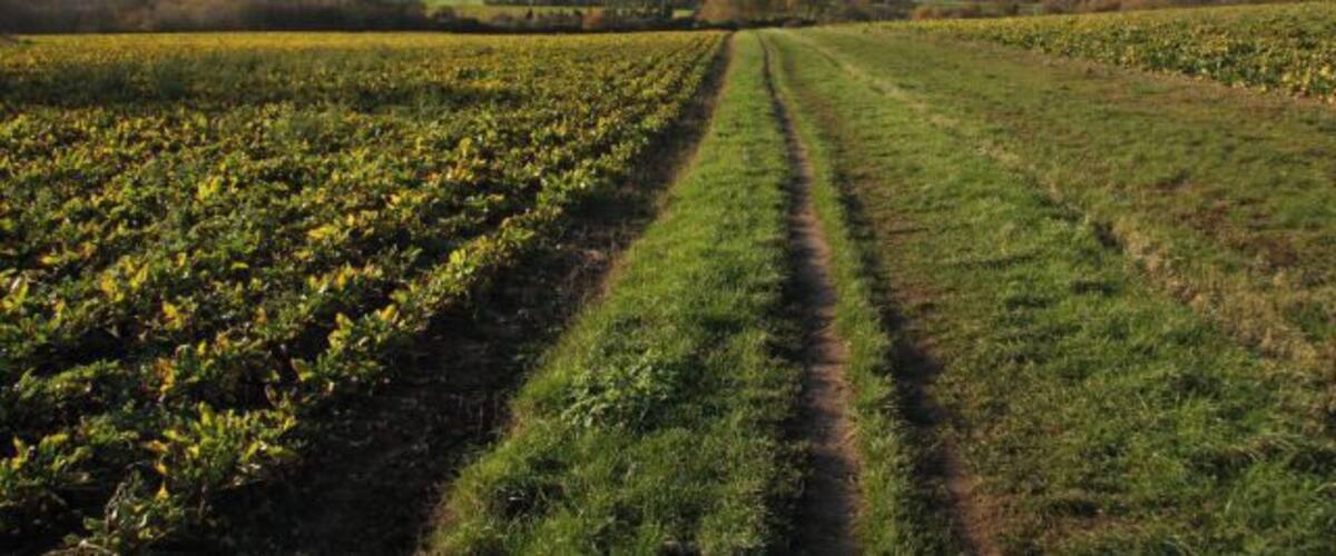 A field with rows of crops under a partly cloudy sky.