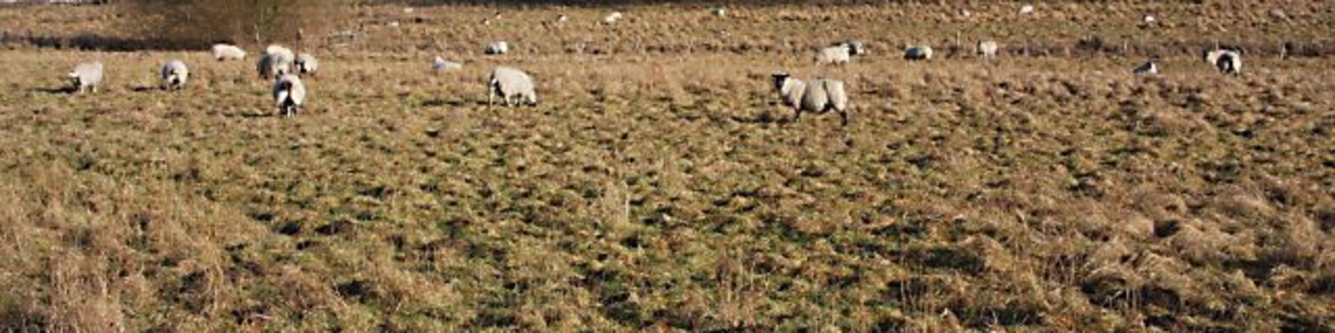 Sheep grazing at West Stow Looking eastwards towards Culford Park from the minor road between West Stow and Wordwell.