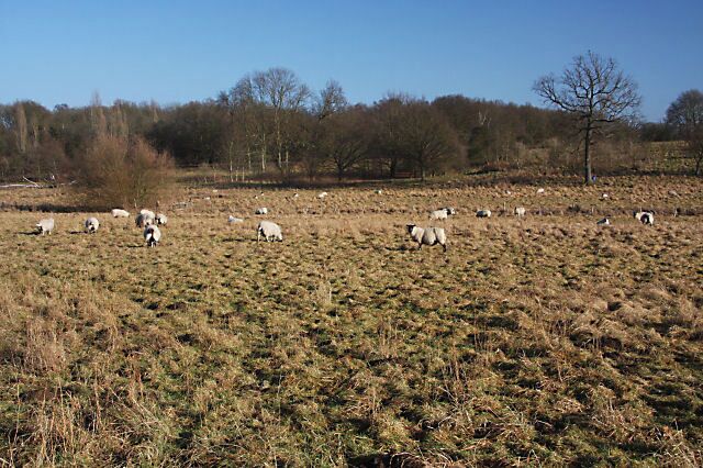 A field with grazing sheep and a few trees in the background.