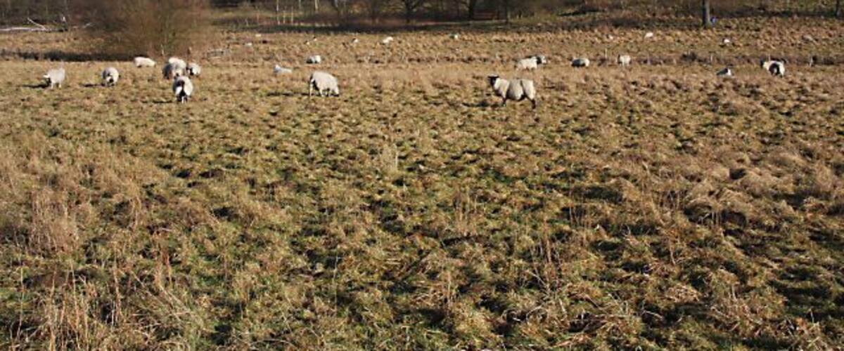 A field with grazing sheep and a few trees in the background.