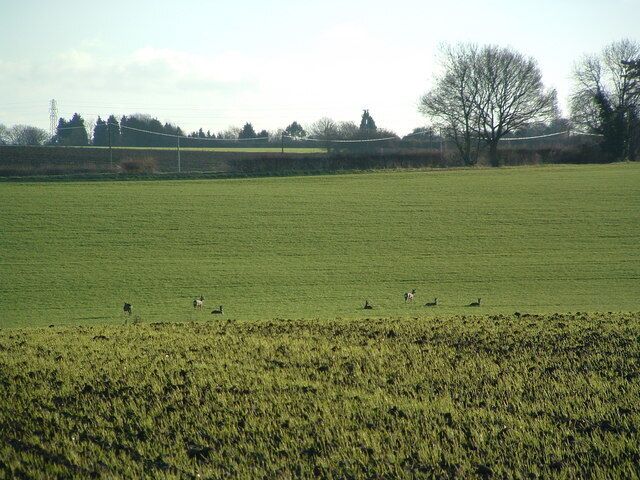 Santa's Deer Resting With only 16 days to go till christmas a distant view of Santas deer resting near to Rattlesden Suffolk.