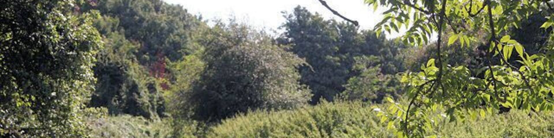 River Lark near Mildenhall Looking upstream towards a small weir.