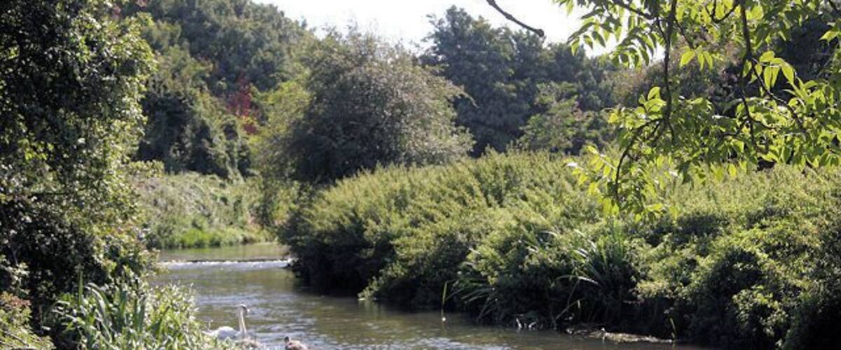 A river flowing through a forested area with dense vegetation on both sides.