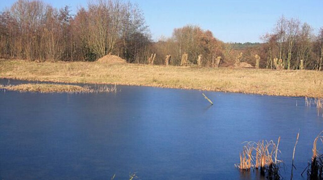 Pond at Lackford Lakes Nature Reserve. On the far bank of this pond can be seen a row of pollarded willows. See 1068345